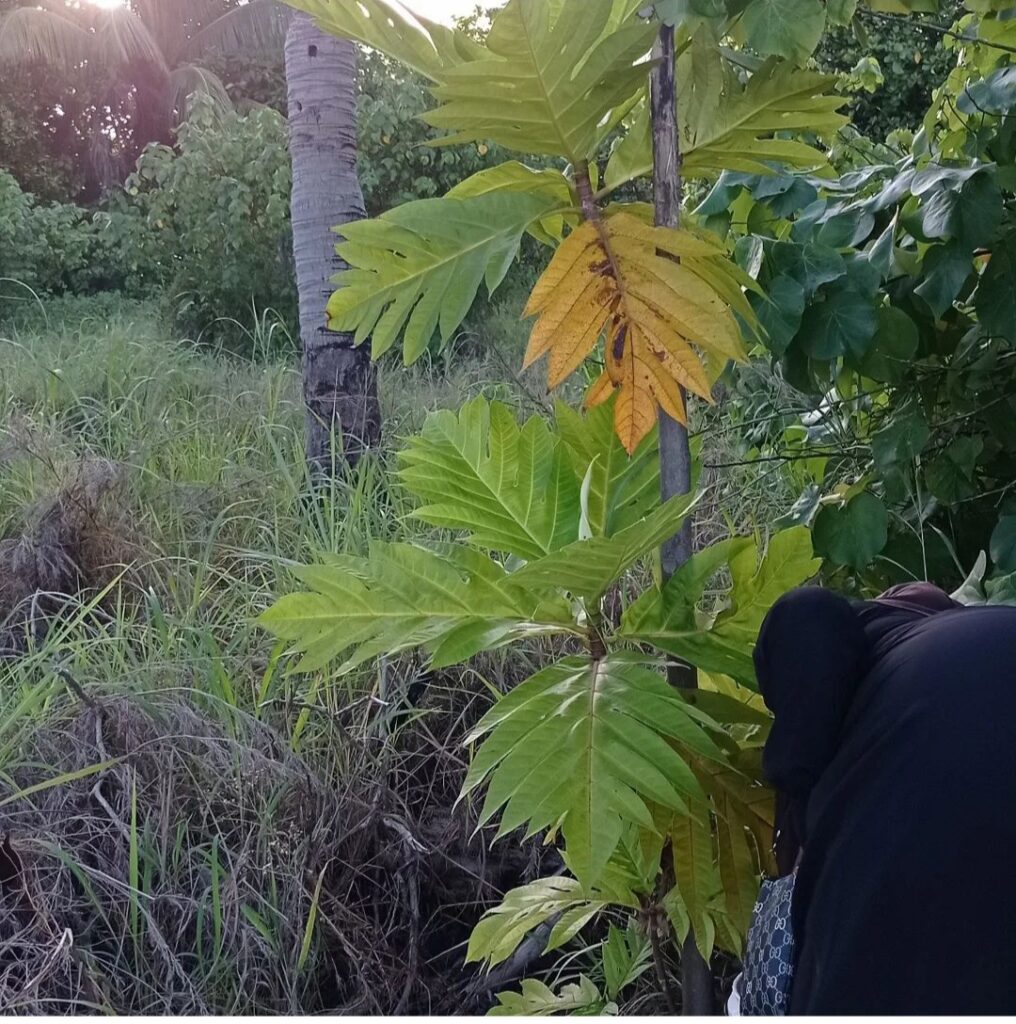 Planting-a-tree